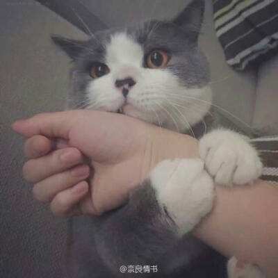 红星调查丨记者暗访揭阳生猪黑屠宰点：宰杀猪肉随地乱丢，污水横流，疑为多地非法中转站