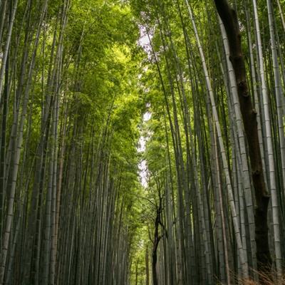 王宁赴宁洱县宣读习近平总书记给普洱民族团结誓词碑盟誓代表后代的回信